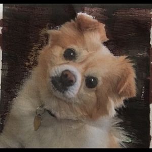 Meet your Posher, Renee